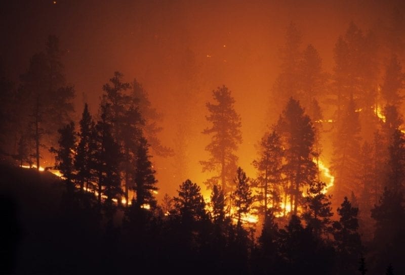 Risk Management in Insurance Wildfire 