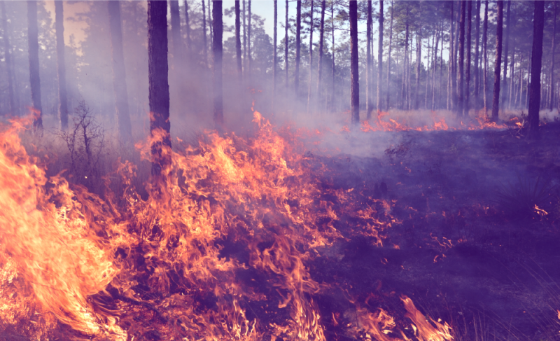 Why Proactive Wildfire Planning is Essential