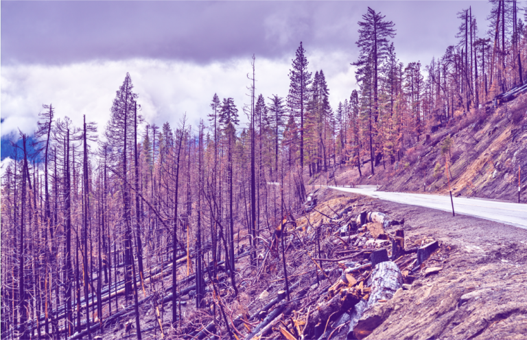 State-of-the-Art Assessment Tools Reduce Risk of Wildfire Hazards in Wine Country