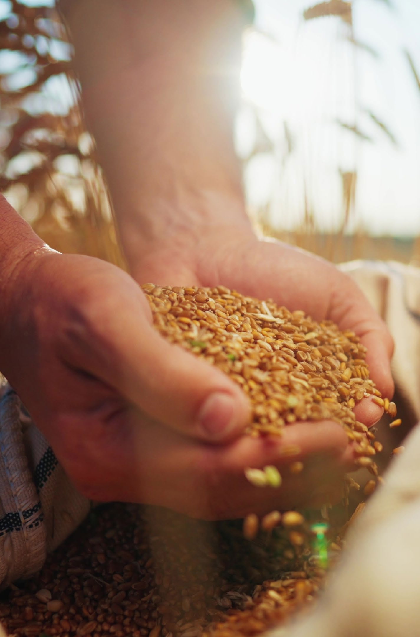 Grain in hand