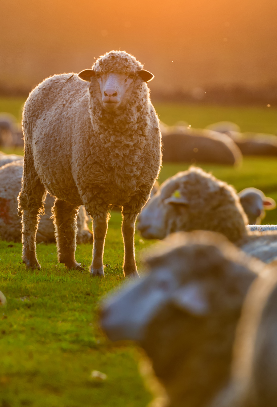Flock of Sheep