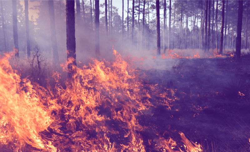 Why Proactive Wildfire Planning is Essential