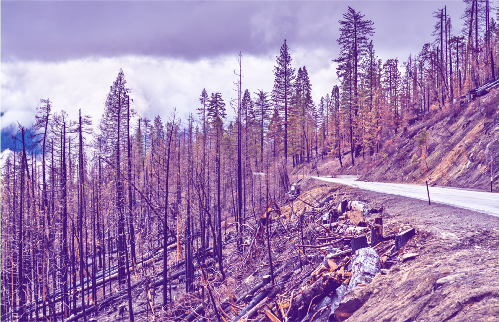 State-of-the-Art Assessment Tools Reduce Risk of Wildfire Hazards in Wine Country